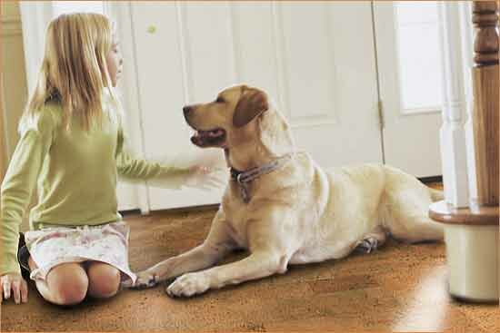 On Cork Flooring and Dogs